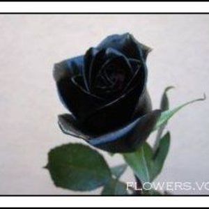 Meet your Posher, Cassandra